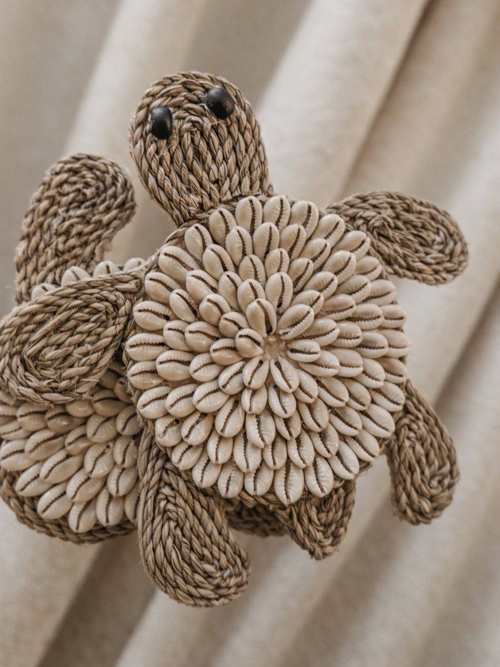 SCHILDPAD KAURI | KLEIN