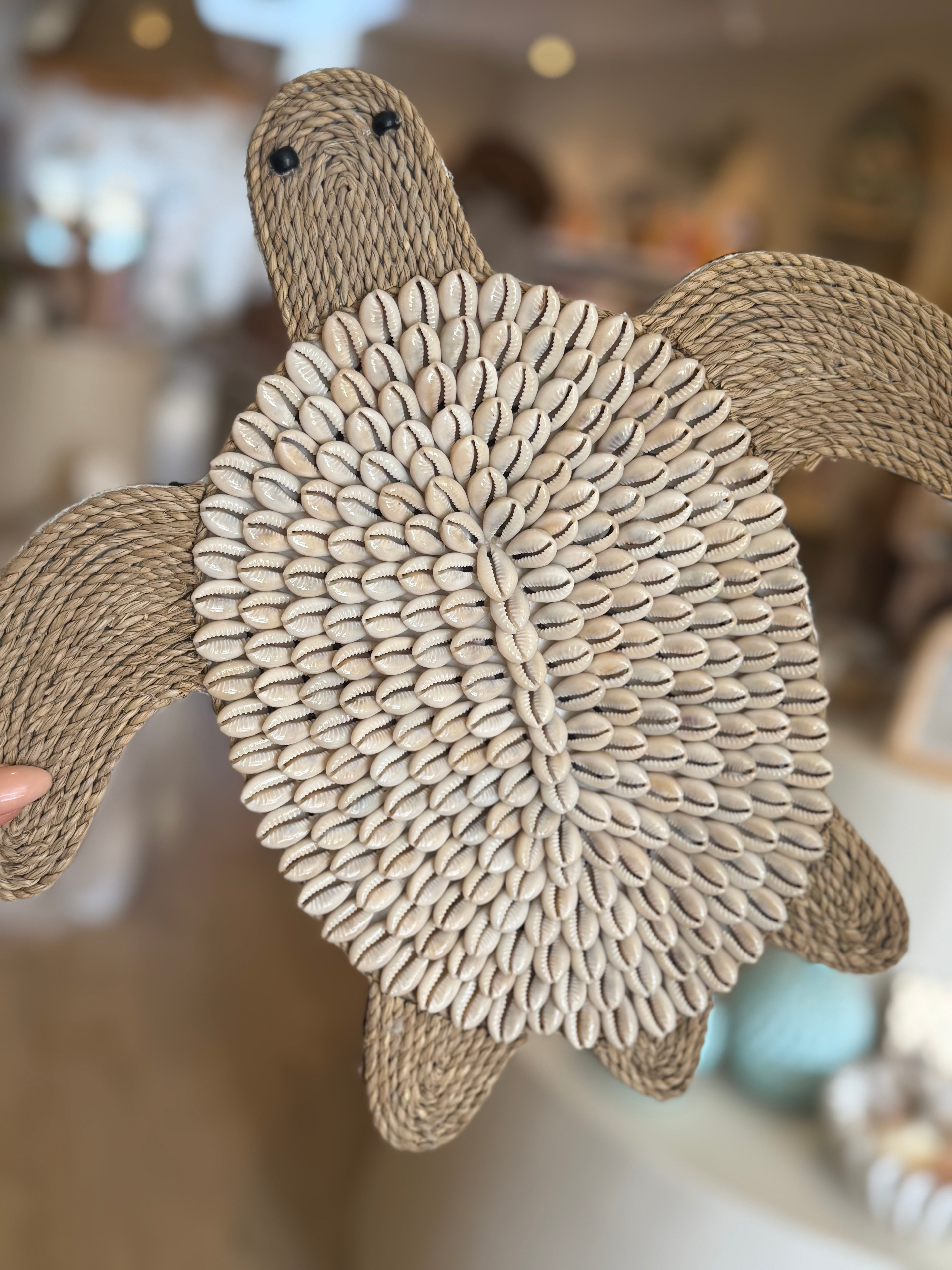 SCHILDPAD KAURI | GROOT